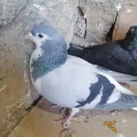 کفتر پرشی|پرنده|سبزوار, قاضی زاد|دیوار