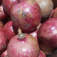 انار بجستان