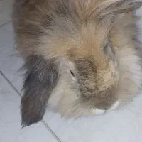 خرگوش خوشگل ناز|موش و خرگوش|اصفهان, جاوان|دیوار