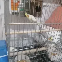 یک جفت عروس هلندی مولد