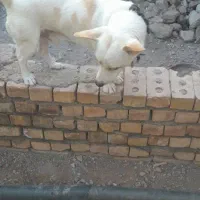 پاکوتاه