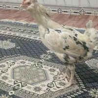 مرغ گلین|حیوانات مزرعه|انبارآلوم, |دیوار