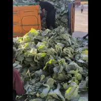 فروش کلم درجه یک