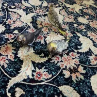 جوجه عروس هلندی سالم و سرحال|پرنده|اشنویه, |دیوار