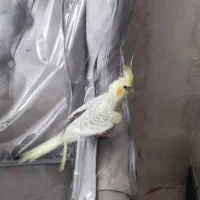 عروس هلندی