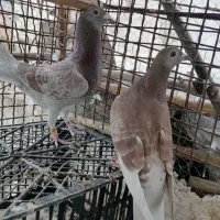 کبوتر مسافتی