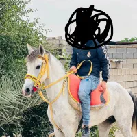 اسب|اسب و تجهیزات اسبسواری|شوش, |دیوار