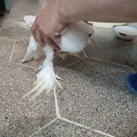 پاپر سفید|پرنده|قم, باجک دو|دیوار