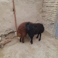 بره نر|حیوانات مزرعه|مشهد, انصار|دیوار