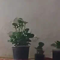 گل قاشقی