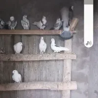 فروش تعدادی کبوتر