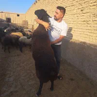 بره نر چاق