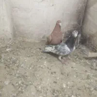 11 عدد کفتر رنگی