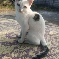 واگذاری رایگان گربه