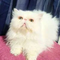 گربه ماده پرشین عروسکی