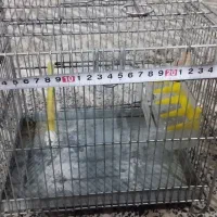 قفس سهره سره فضلی|لوازم جانبی حیوانات|ری, دولتآباد|دیوار