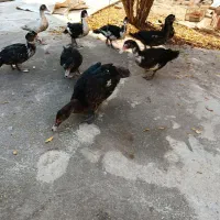 فروش فوری اوردک اسراعیلی|حیوانات مزرعه|گمیشان, |دیوار