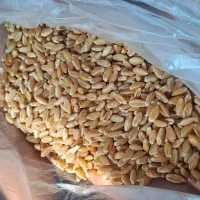 گندم بذری درجه یک