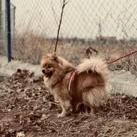 سگ پامر خرسی