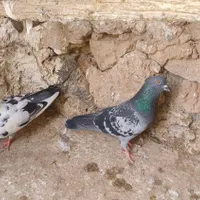 کبوتر
