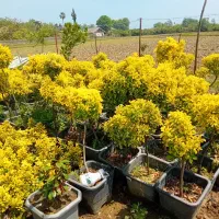 شمشاد طلایی پیوندی