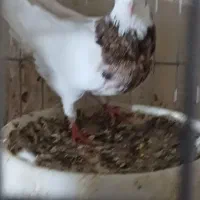 نروماده طوقی کلاهی  نر سرخ ماده سور معاوضه با سبز|پرنده|ریگان, |دیوار