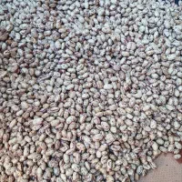 لوبیا چیتی درشت و خوش پخت