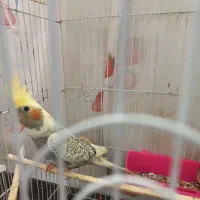 طوطی عروس هلندی|پرنده|اهواز, پردیس|دیوار