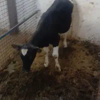 گوساله ماده