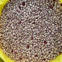 لوبیا چیتی درجه 1( پاک شده )(بالای 20کیلو ۳۱۰ت)