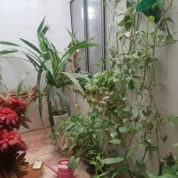 حراجی گل‌های خانگی بسیار زیبا و ارزان|گل و گیاه طبیعی|کرمانشاه, |دیوار