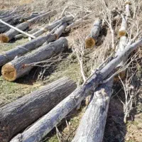 خرید انواع چوب باغی