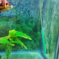 اکواریوم 100 لیتری|ماهی|پرند, فاز ۲|دیوار