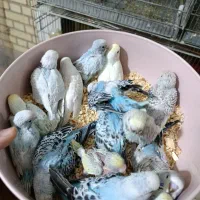 فنچ و عروس طوطی نرگسی