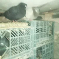 کبوتر|پرنده|میاندوآب, |دیوار