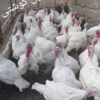 فروش بقلمون