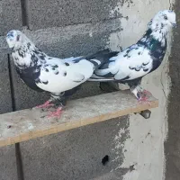 کبوتر پرشی