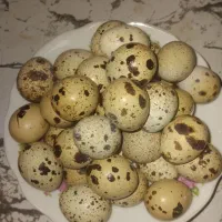 تخم بلدرچین خوراکی