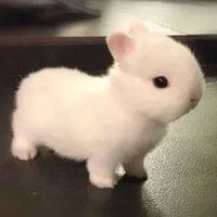 نژادکوتوله داچ درمرکز اصلی جوندگان خانگی اصفهان