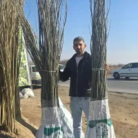 نهال صنوبر نگرا ترک یک ساله