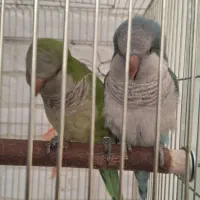 فروش یک جفت طوطی راهب مولد