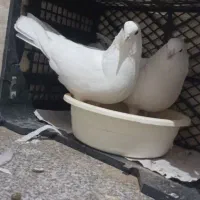 کفتر