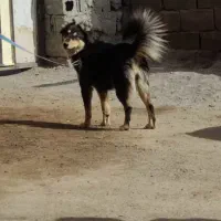 معاوضه با پاکوتاه