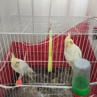 یک جفت عروس هلندی