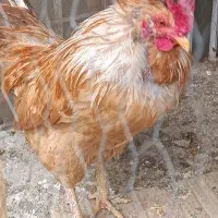 خروس برهما جوان