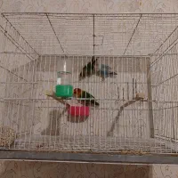 عروس کوتوله با جوجه و تخم|پرنده|مشهد, شهرک مهرگان|دیوار