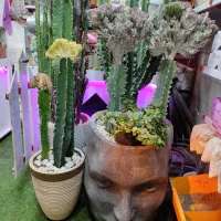 خاص ترین گل های آپارتمانی|گل و گیاه طبیعی|فردیس, قریشی|دیوار