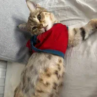 گربه ماده عقیم شده