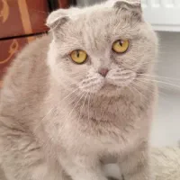 گربه
