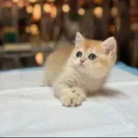 گربه ملوس